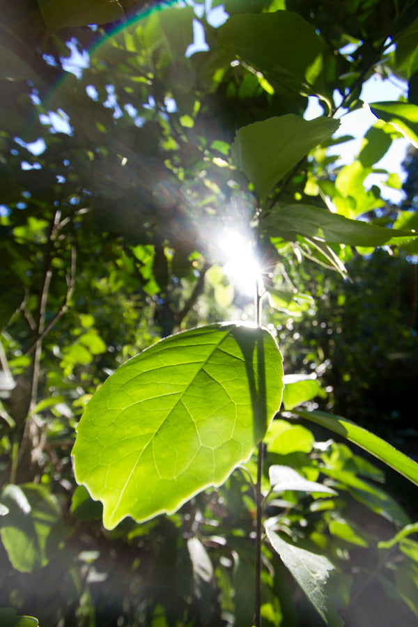 Mate Tee Plantage Südamerika