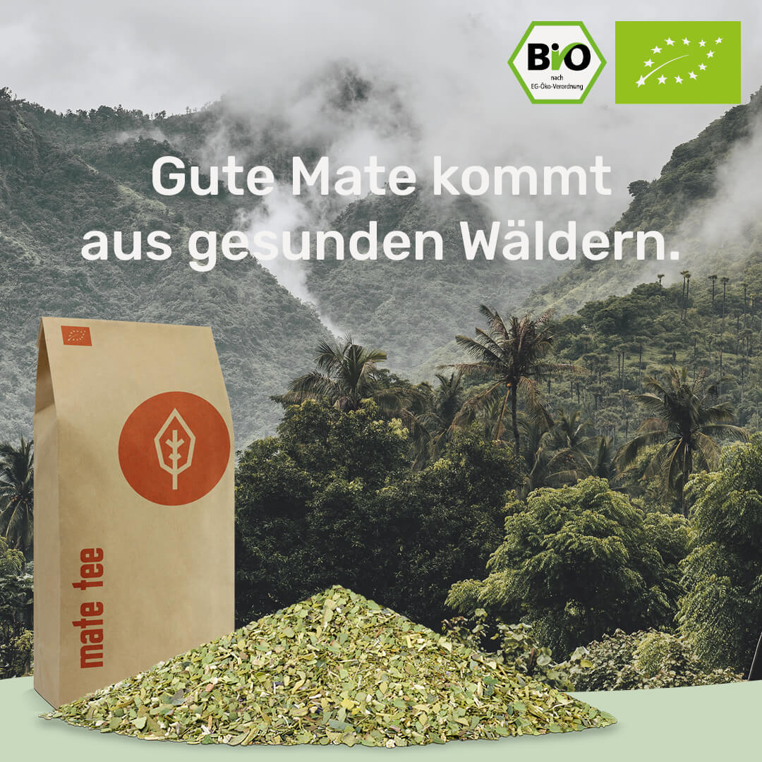 gesunde Mate kommt aus gesunden Waeldern caamate mate tee grün bio