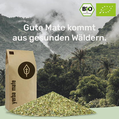 gesunde Mate kommt aus gesunden Waeldern caamate yerba mate tee bio