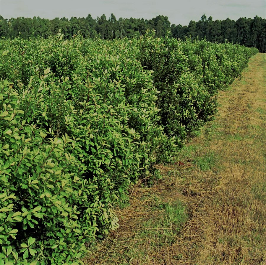 Monokultur Mate Plantage